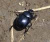 Trypocopris sp.